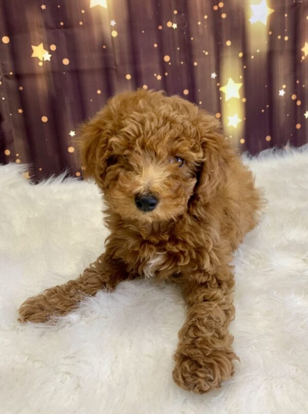 penelope2-600x807 Penelope (Female) Poodle, Mini $1899.99