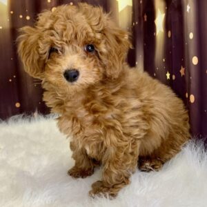 peyton-300x300 Peyton (Male) Poodle, Mini $1899.99