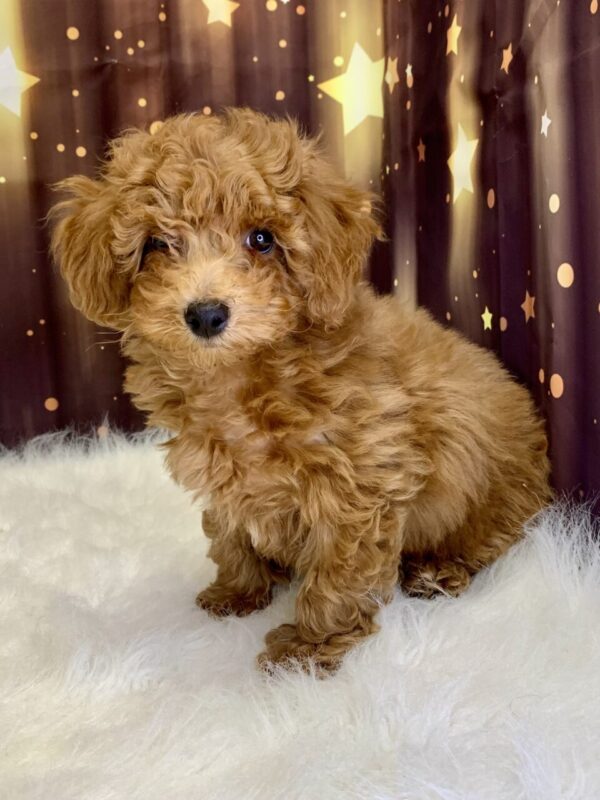 peyton-600x800 Peyton (Male) Poodle, Mini $1899.99