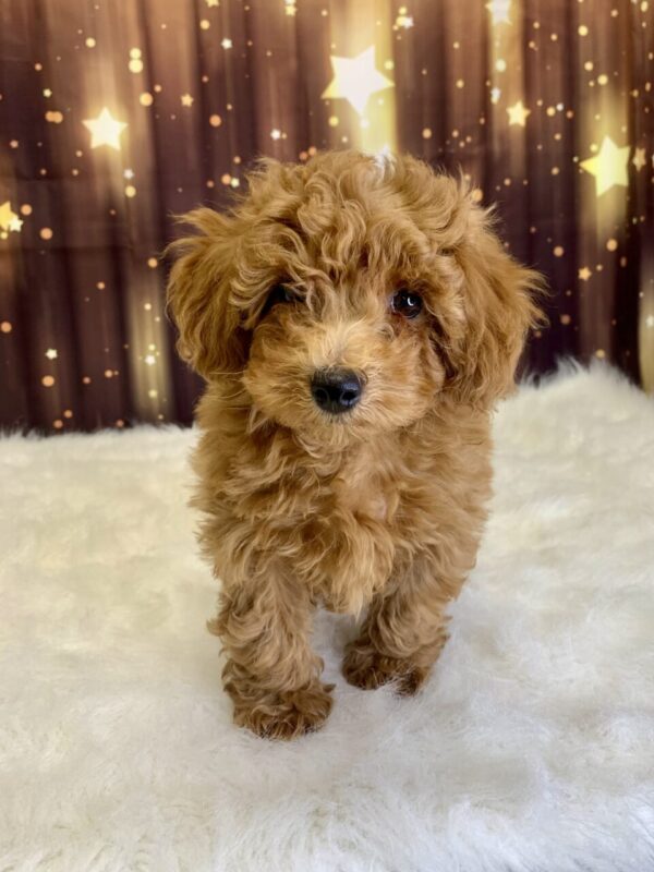 peyton1-600x800 Peyton (Male) Poodle, Mini $1899.99