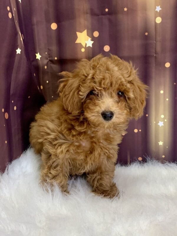 peyton2-600x800 Peyton (Male) Poodle, Mini $1899.99
