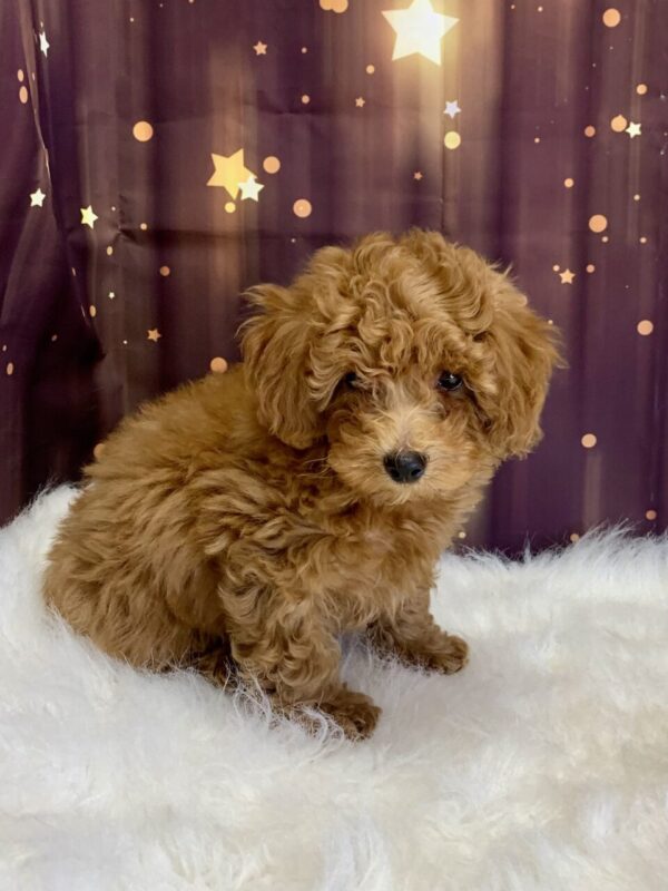 peyton3-600x800 Peyton (Male) Poodle, Mini $1899.99