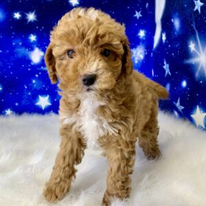 phillip-300x300 Phillip (Male) Poodle, Mini $1899.99