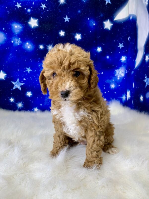 phillip2-600x800 Phillip (Male) Poodle, Mini $1899.99