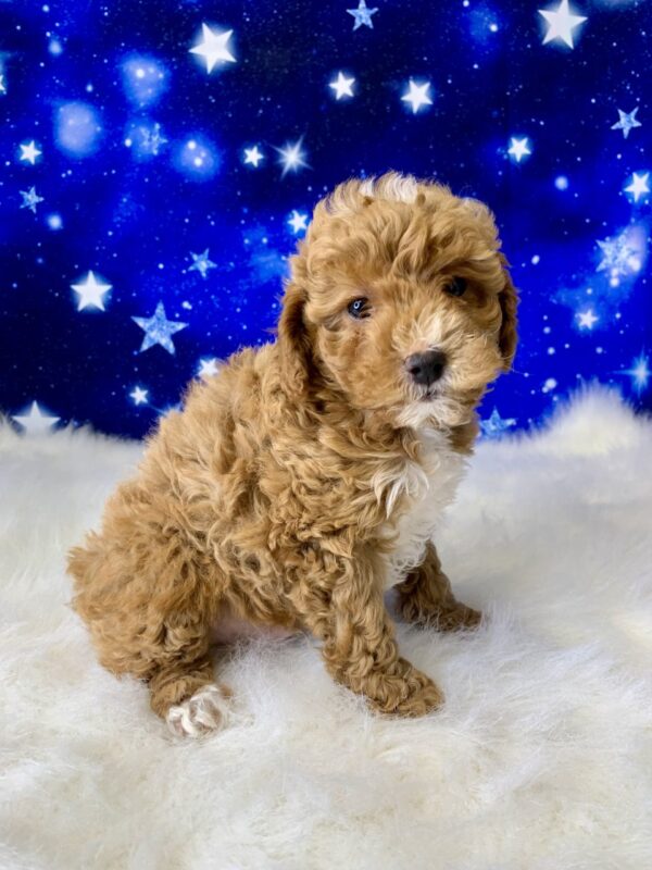 phillip4-600x800 Phillip (Male) Poodle, Mini $1899.99