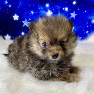 phoenix-300x300 Phoenix (Male) Pomeranian $1899.99 (Found Loving Home)