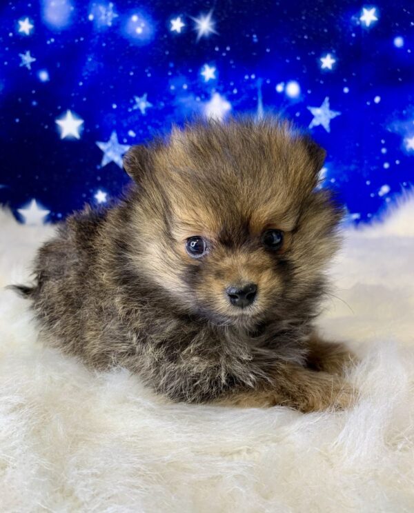 phoenix-600x744 Phoenix (Male) Pomeranian $1899.99 (Found Loving Home)