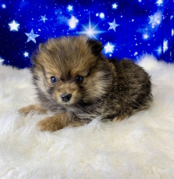 phoenix1-600x619 Phoenix (Male) Pomeranian $1899.99 (Found Loving Home)