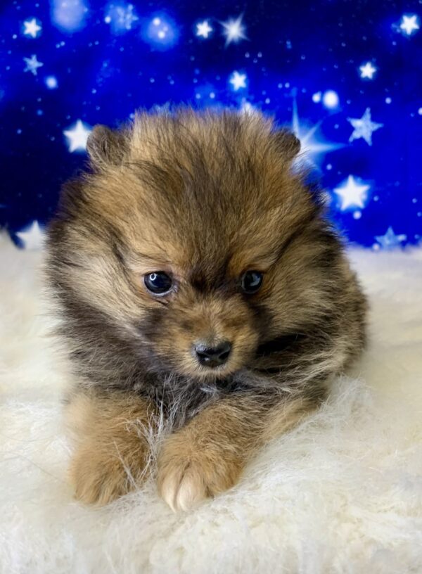 phoenix2-600x816 Phoenix (Male) Pomeranian $1899.99 (Found Loving Home)