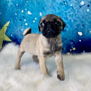 picasso-300x300 Picasso (Male) Pug $1899.99 (Found Loving Home)