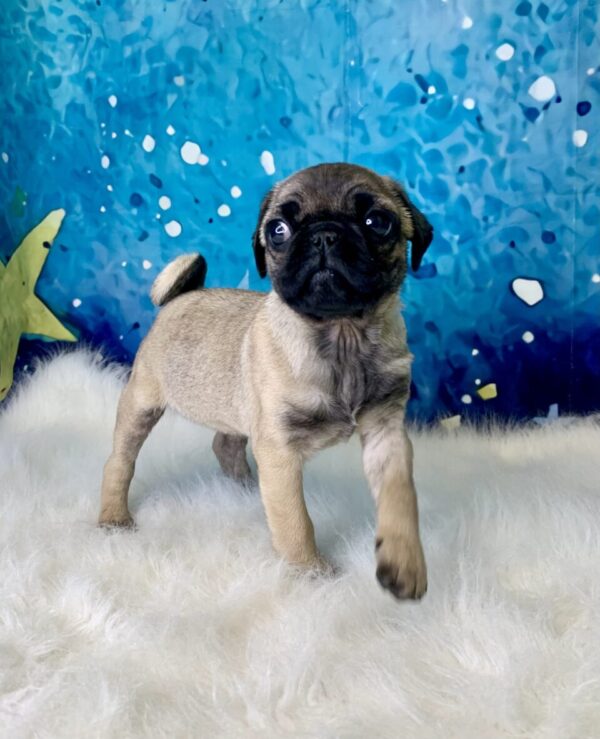 picasso-600x739 Picasso (Male) Pug $1899.99 (Found Loving Home)