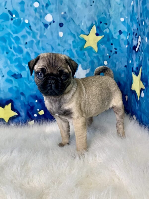picasso1-600x800 Picasso (Male) Pug $1899.99 (Found Loving Home)