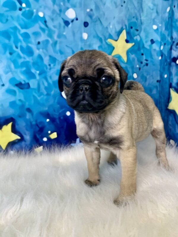 picasso2-600x800 Picasso (Male) Pug $1899.99 (Found Loving Home)