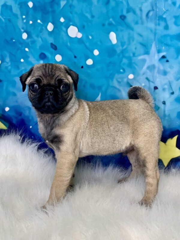 picasso3-600x800 Picasso (Male) Pug $1899.99 (Found Loving Home)
