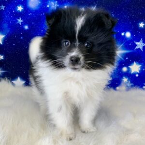 porter-300x300 Porter (Male) Pomeranian $1899.99