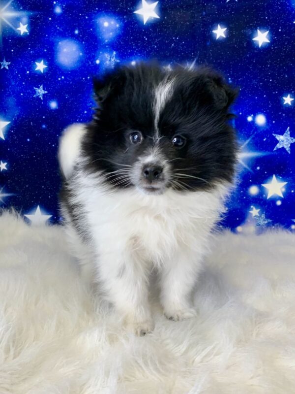porter-600x800 Porter (Male) Pomeranian $1899.99
