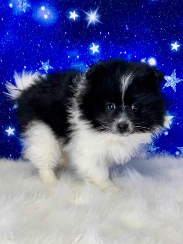 porter1-600x800 Porter (Male) Pomeranian $1899.99
