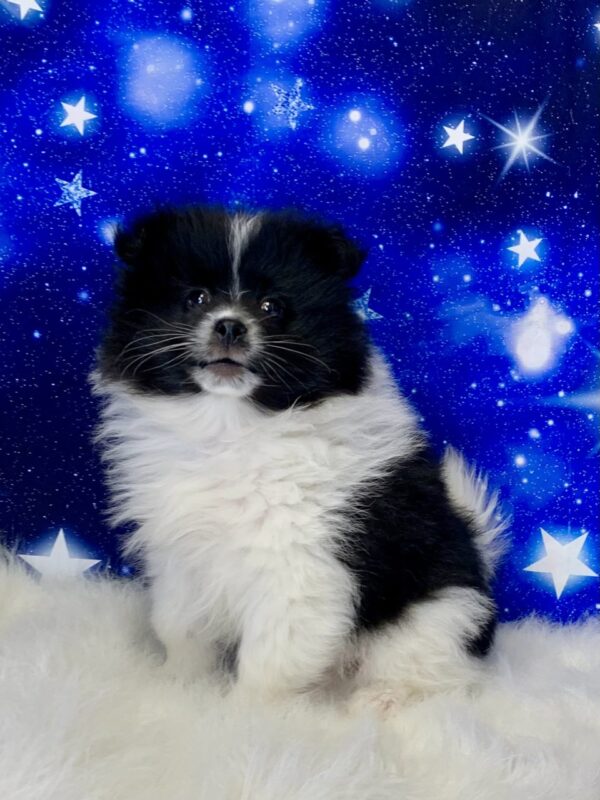 porter2-600x800 Porter (Male) Pomeranian $1899.99