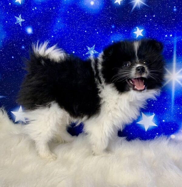 porter3-600x616 Porter (Male) Pomeranian $1899.99