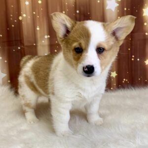 posy-300x300 Posey (Female) Pembroke Welsh Corgi $1899.99 (Found Loving Home)