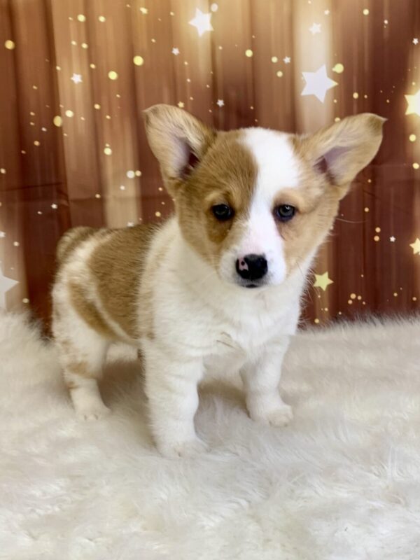 posy-600x800 Posey (Female) Pembroke Welsh Corgi $1899.99 (Found Loving Home)