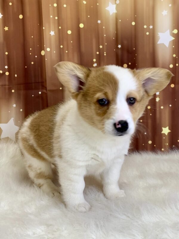 posy1-600x800 Posey (Female) Pembroke Welsh Corgi $1899.99 (Found Loving Home)