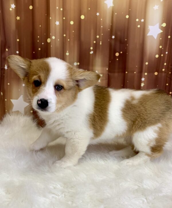 posy2-600x726 Posey (Female) Pembroke Welsh Corgi $1899.99 (Found Loving Home)