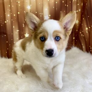 primrose-300x300 Primrose (Female) Pembroke Welsh Corgi $1899.99 (Found Loving Home)