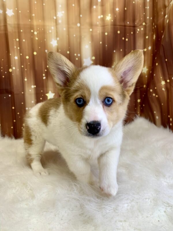 primrose-600x800 Primrose (Female) Pembroke Welsh Corgi $1899.99 (Found Loving Home)