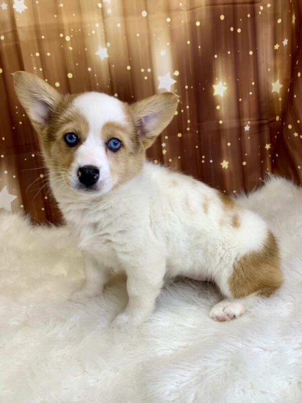 primrose1-600x800 Primrose (Female) Pembroke Welsh Corgi $1899.99 (Found Loving Home)