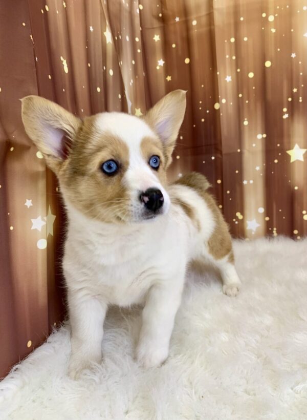 primrose2-600x820 Primrose (Female) Pembroke Welsh Corgi $1899.99 (Found Loving Home)