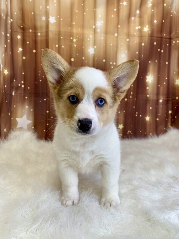 primrose3-600x800 Primrose (Female) Pembroke Welsh Corgi $1899.99 (Found Loving Home)