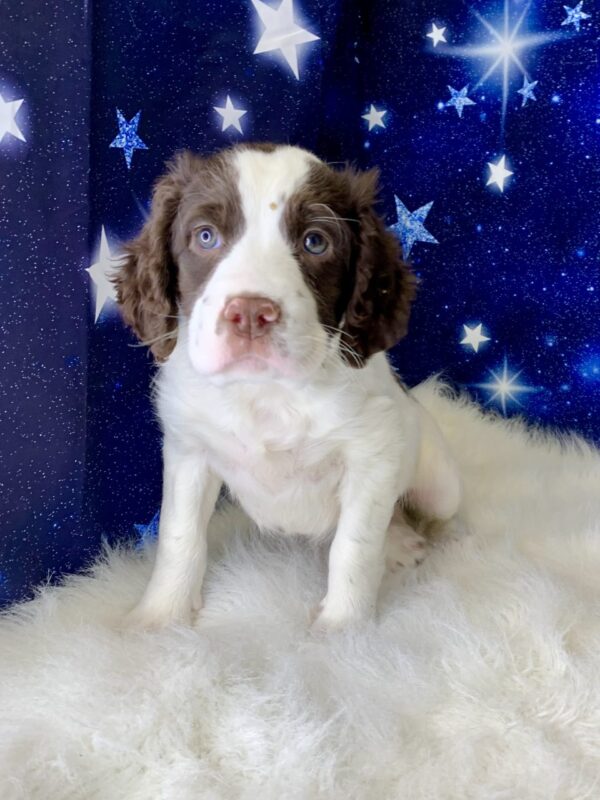 ric1-600x800 Eric (Male) English Springer Spaniel $1899.99