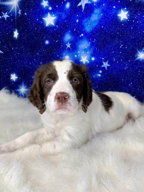 ric3-600x800 Eric (Male) English Springer Spaniel $1899.99