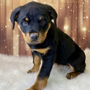 rose-300x300 Rose (Female) Rottweiler $2199.99