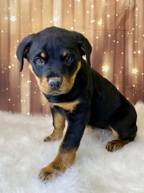 rose-600x800 Rose (Female) Rottweiler $2199.99