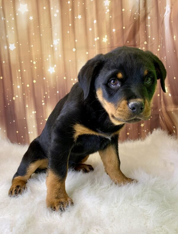 rose1-600x791 Rose (Female) Rottweiler $2199.99