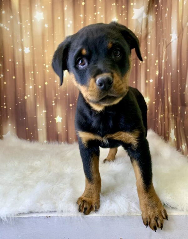 rose2-600x761 Rose (Female) Rottweiler $2199.99