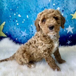rover-300x300 Grover (Male) Goldendoodle $1899.99 (Found Loving Home)