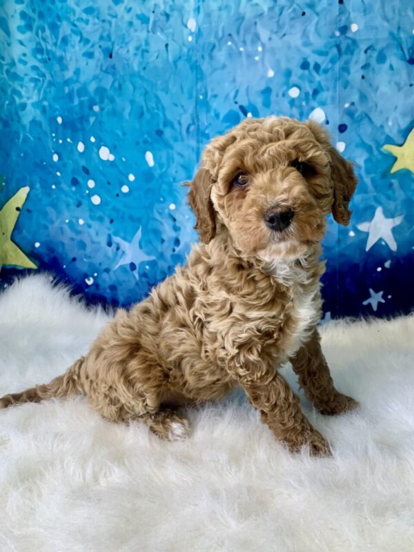 rover-600x800 Grover (Male) Goldendoodle $1899.99 (Found Loving Home)