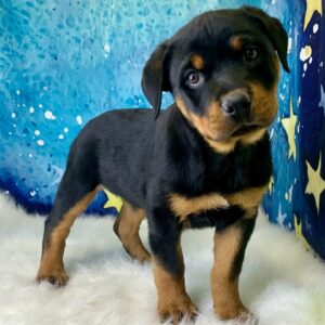 roxy-300x300 Roxie (Female) Rottweiler $2199.99 (Found Loving Home)