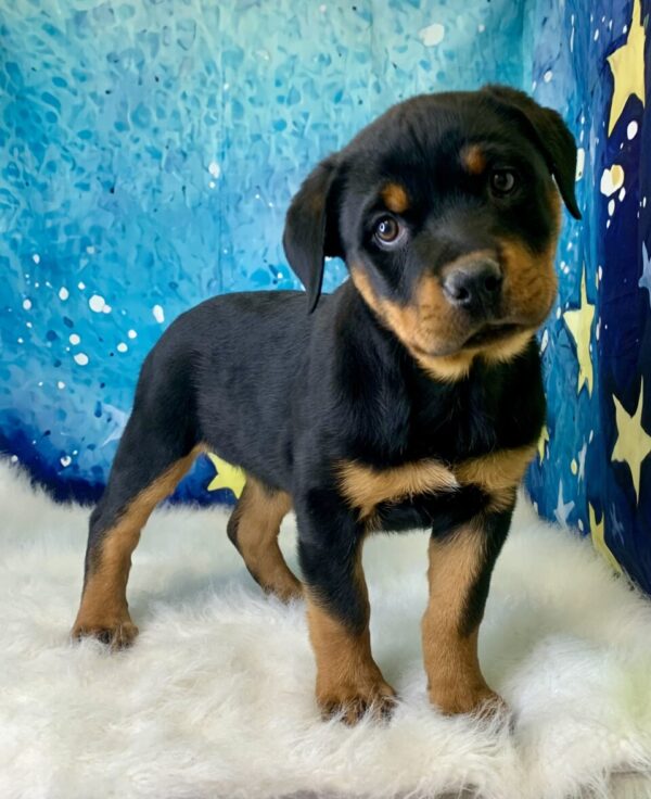 roxy-600x736 Roxie (Female) Rottweiler $2199.99 (Found Loving Home)