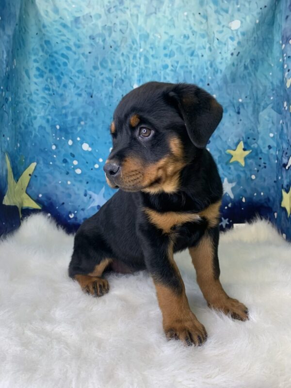 roxy1-600x800 Roxie (Female) Rottweiler $2199.99 (Found Loving Home)