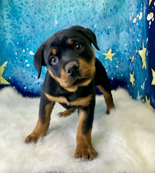 roxy2-600x670 Roxie (Female) Rottweiler $2199.99 (Found Loving Home)