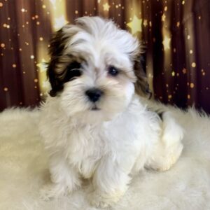 scooby-300x300 Scooby (Male) Shihpoo $1899.99 (Found Loving Home)