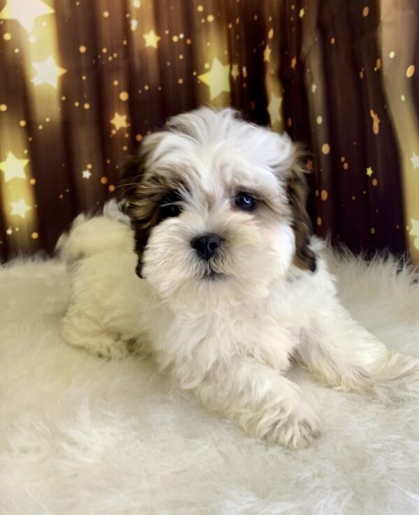 scooby1-600x738 Scooby (Male) Shihpoo $1899.99 (Found Loving Home)