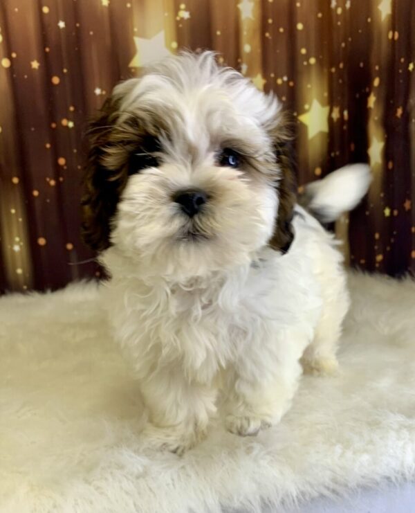 scooby2-600x741 Scooby (Male) Shihpoo $1899.99 (Found Loving Home)