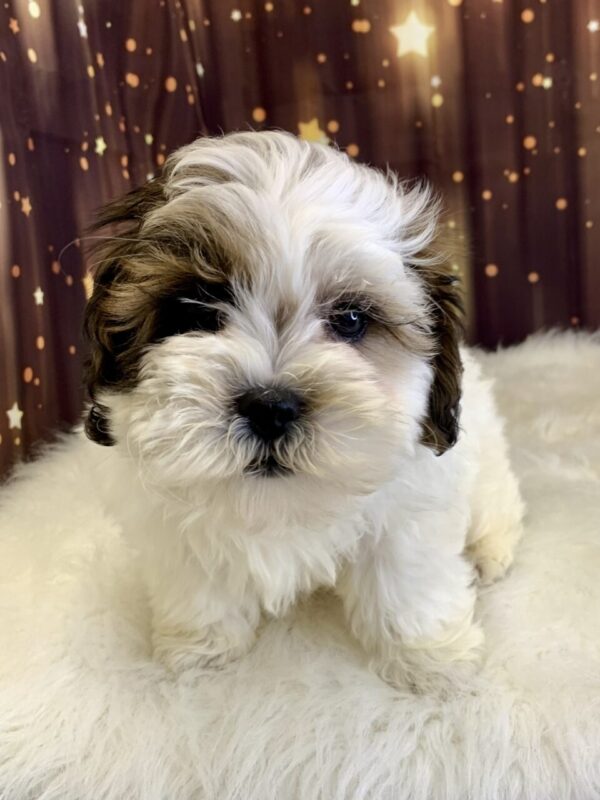 scooby3-600x800 Scooby (Male) Shihpoo $1899.99 (Found Loving Home)