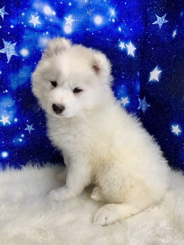 sebastian2-600x800 Sebastian (Male) Samoyed $1899.99