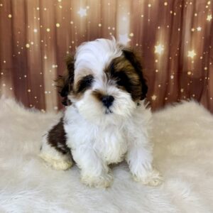 seth-300x300 Seth (Male) Shihpoo $1899.99